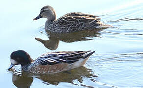 Chiloe Wigeon