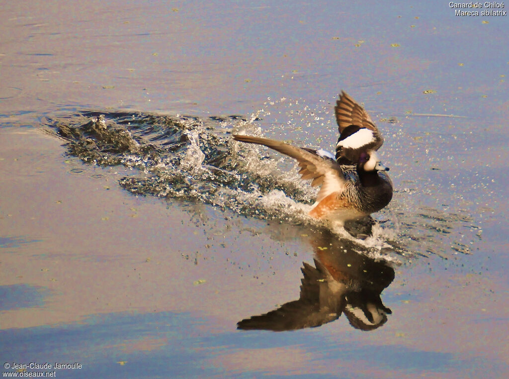 Canard de Chiloé, Comportement