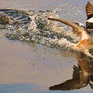 Canard de Chiloé