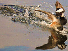 Chiloe Wigeon