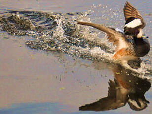 Canard de Chiloé