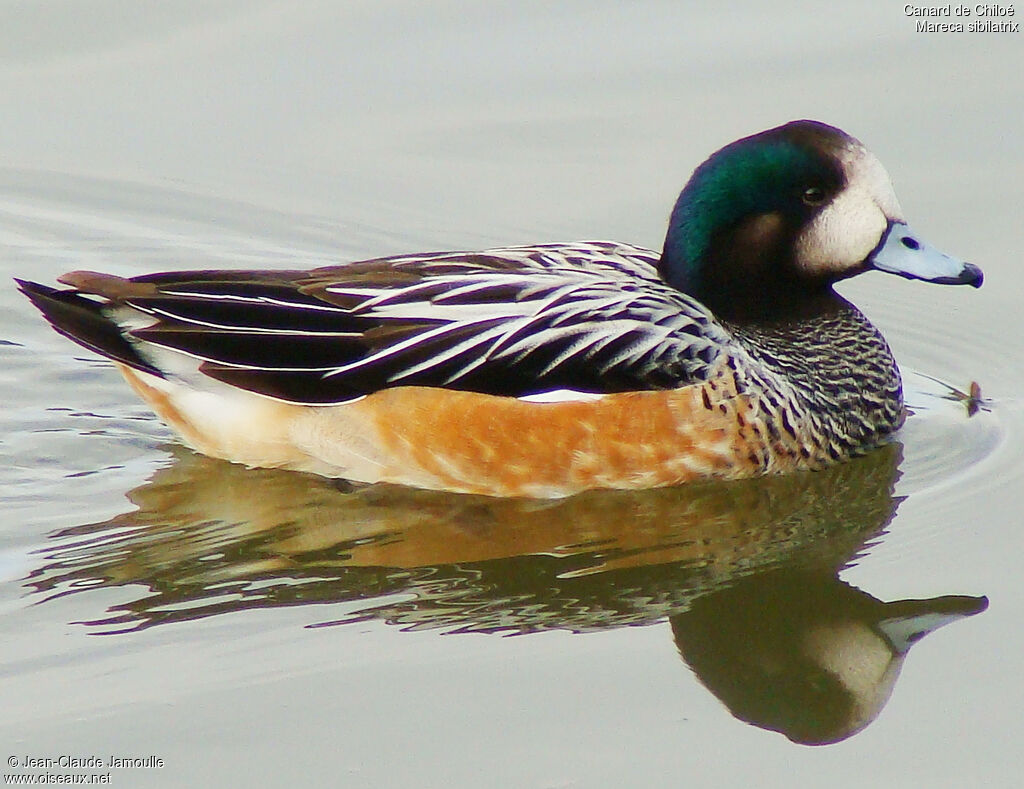 Canard de Chiloé, identification