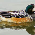 Canard de Chiloé