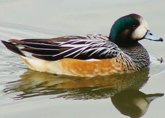 Canard de Chiloé