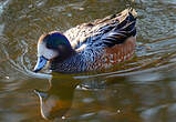 Canard de Chiloé