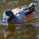 Canard de Chiloé