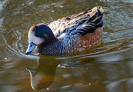 Chiloe Wigeon