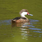 Canard des Bahamas
