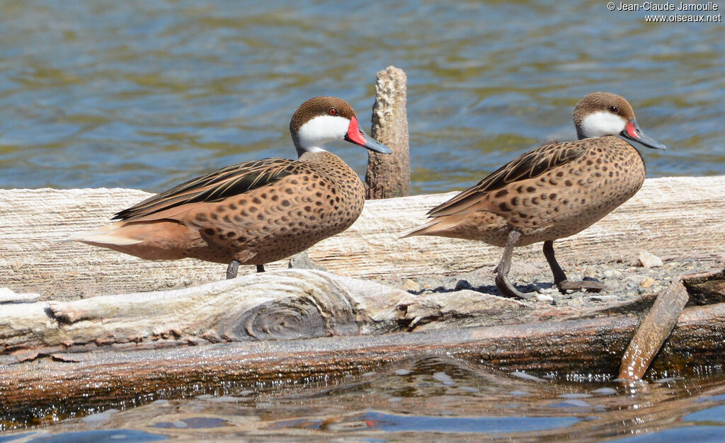 Canard des Bahamasadulte, composition, marche