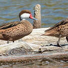 Canard des Bahamas
