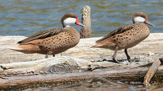 White-cheeked Pintail