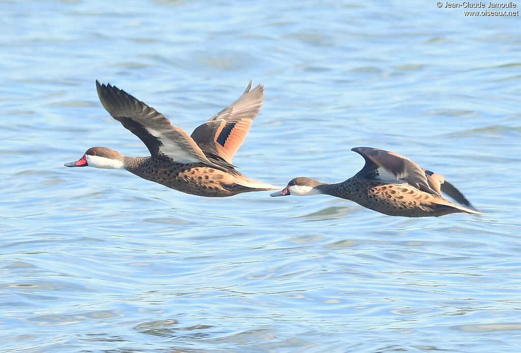 White-cheeked Pintail