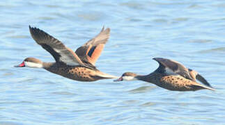 White-cheeked Pintail