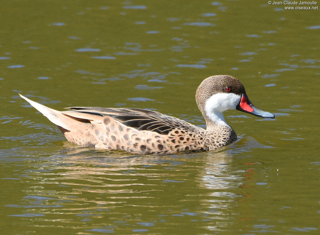 White-cheeked Pintail