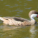 Canard des Bahamas