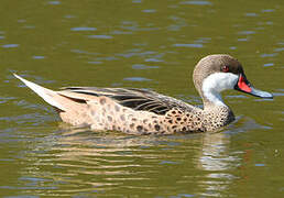 White-cheeked Pintail