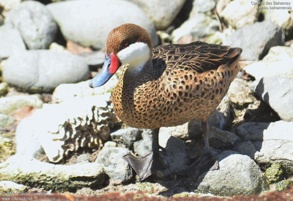 White-cheeked Pintail, identification