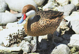 White-cheeked Pintail