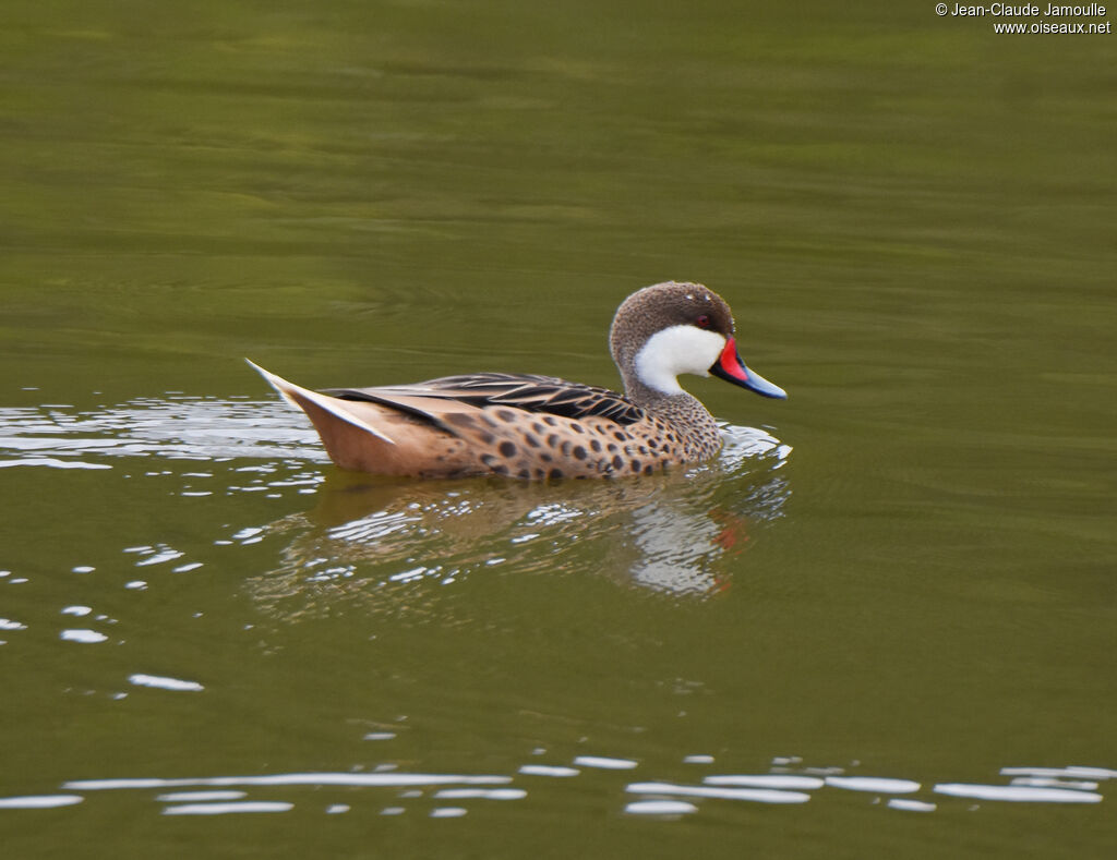 Canard des Bahamas