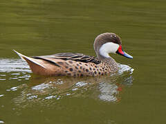 White-cheeked Pintail