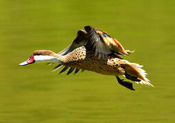 White-cheeked Pintail