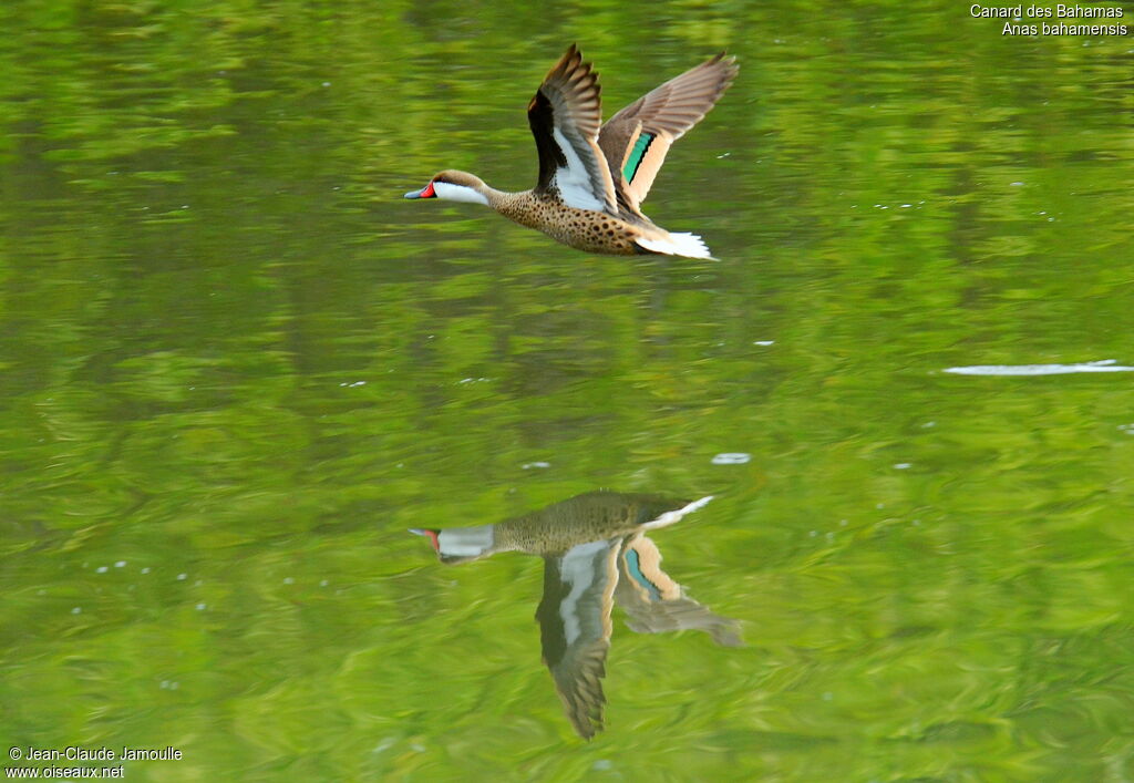 White-cheeked Pintail, Flight