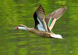 White-cheeked Pintail