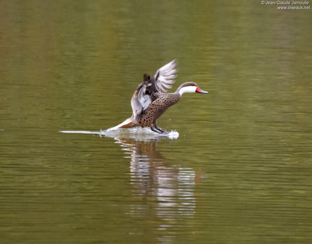 White-cheeked Pintail