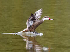 White-cheeked Pintail