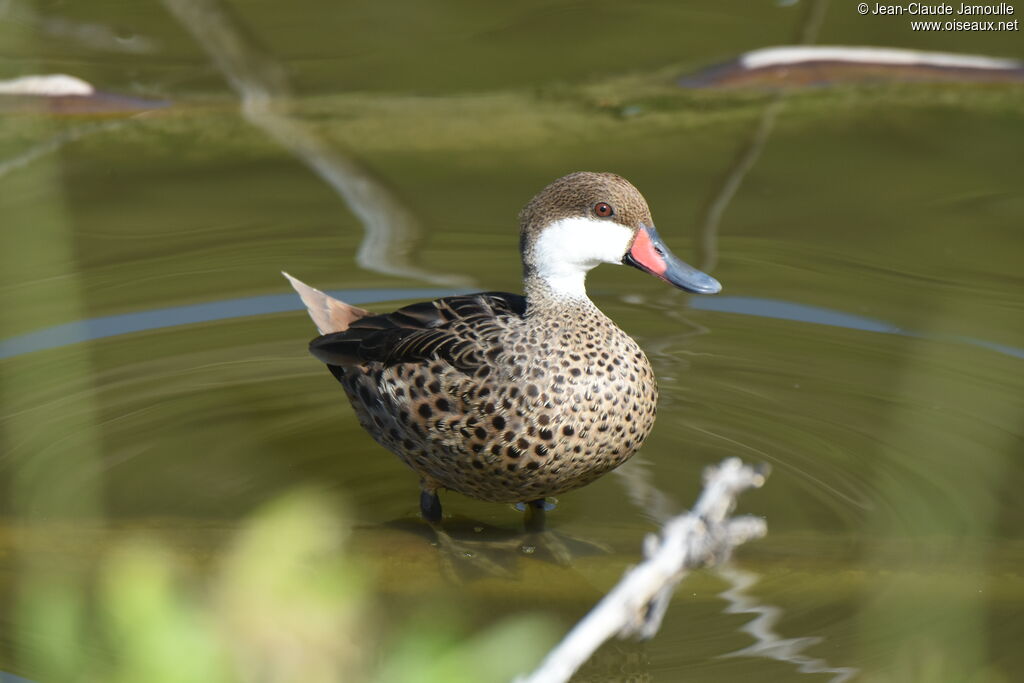 Canard des Bahamasadulte