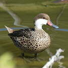 Canard des Bahamas