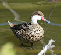 White-cheeked Pintail