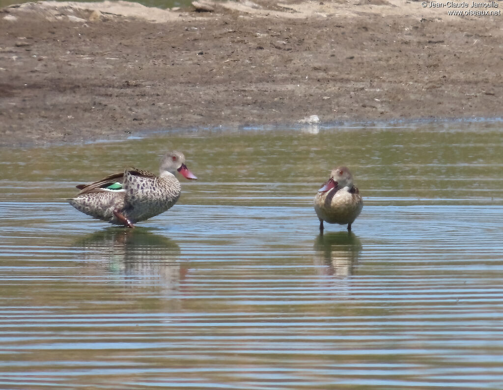 Cape Teal