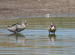 Canard du Cap