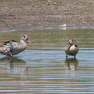 Canard du Cap
