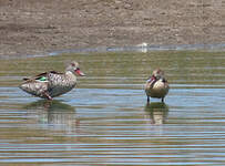 Canard du Cap