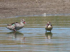 Cape Teal