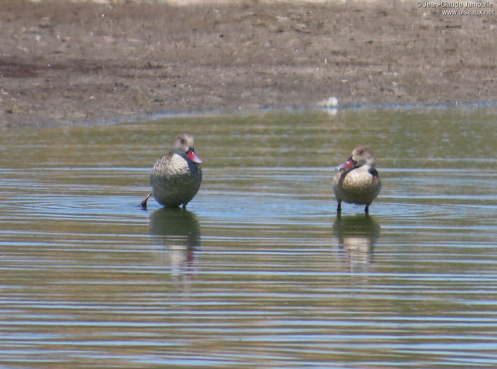 Cape Teal