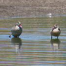 Canard du Cap