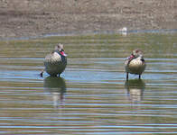 Canard du Cap