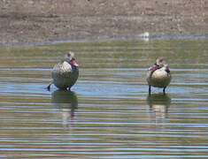 Cape Teal