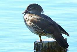 Mandarin Duck