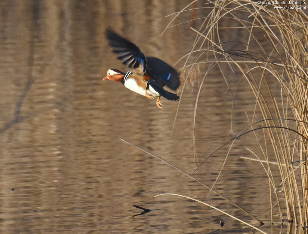 Canard mandarin