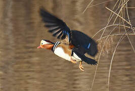 Mandarin Duck