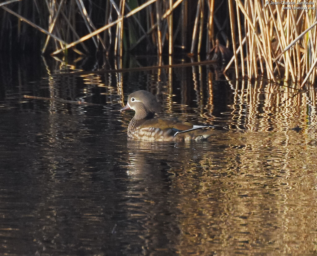 Canard mandarin femelle