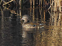 Canard mandarin