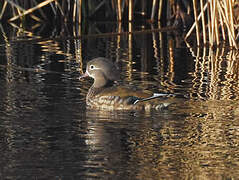 Mandarin Duck