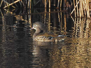 Canard mandarin