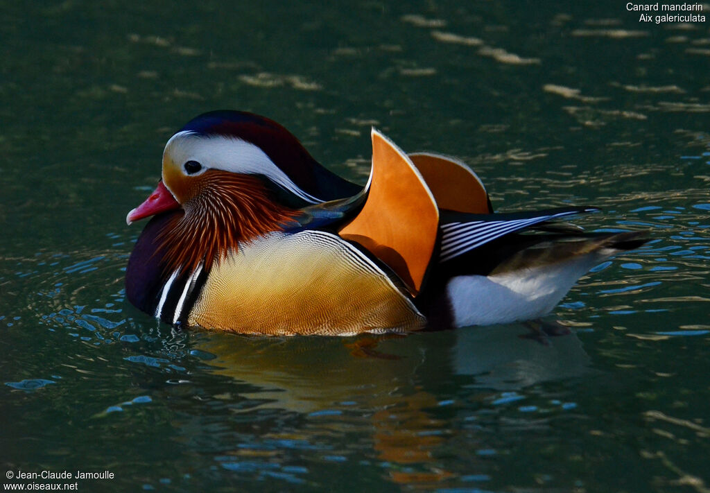 Canard mandarin mâle adulte, Comportement