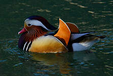 Canard mandarin